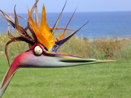 Mai 2011 Zypern – Strelizie
